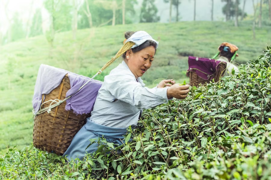 Two women picking tea with cane baskets on their backs in a Darjeeling tea garden