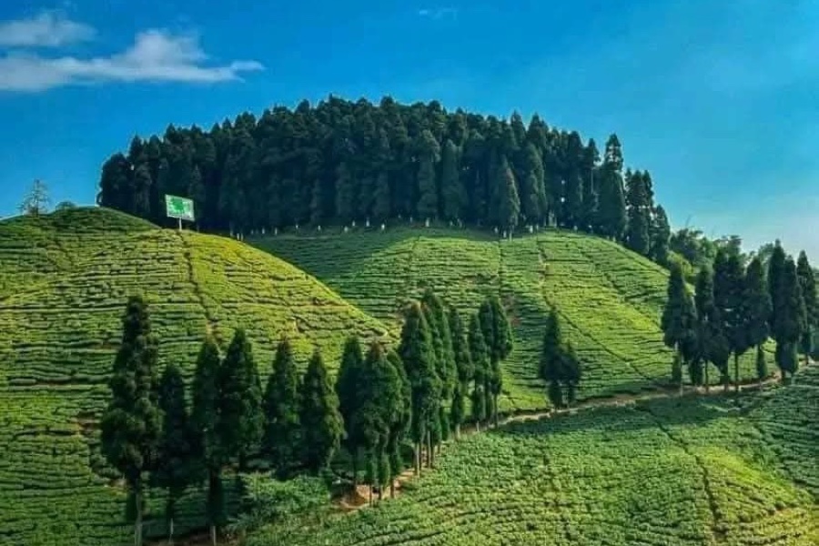 Darjeeling Tea Gardens