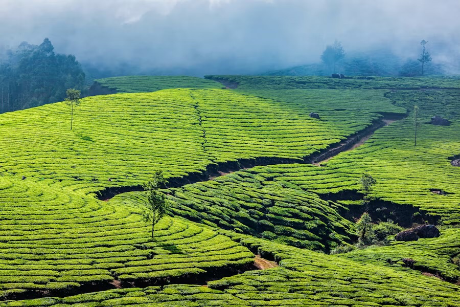 Tea gardens stepping away under morning cloud