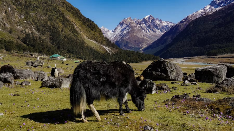 A yak grazing on the floor of the Yumthang Valley below snow peaks